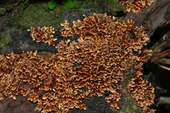 Xylobolus spectabilis