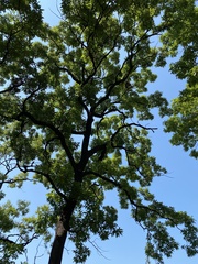 Quercus acutissima