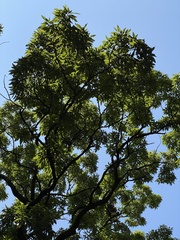 Quercus acutissima