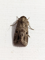 Spodoptera exempta