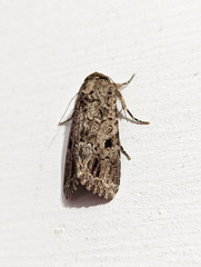 Spodoptera exempta