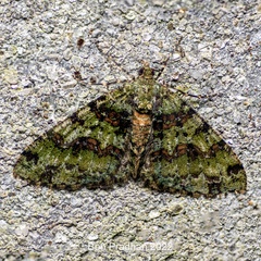 Myrioblephara duplexa