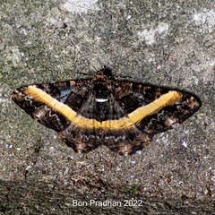 Harutalcis vialis