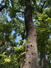 Quercus acutissima