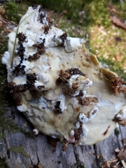 Gloeoporus pannocinctus