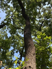 Quercus acutissima