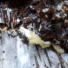 Gloeoporus pannocinctus