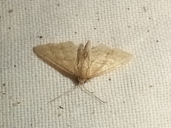 Idaea fractilineata