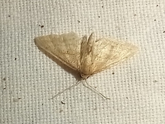 Idaea fractilineata