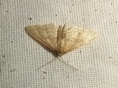 Idaea fractilineata