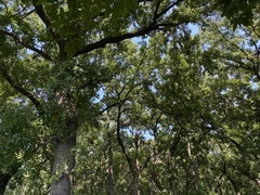 Quercus acutissima