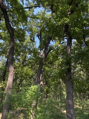 Quercus acutissima