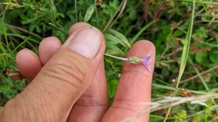 Xeranthemum cylindraceum