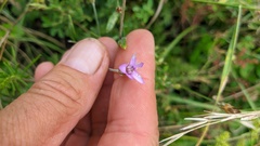 Xeranthemum cylindraceum