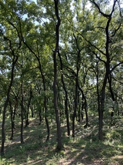 Quercus acutissima