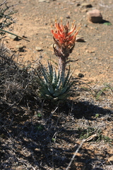 Aloe longistyla