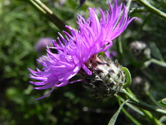 Centaurea ambigua