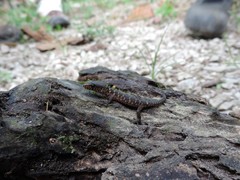 Lepidophyma flavimaculatum