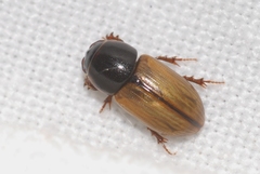 Bodiloides ictericus