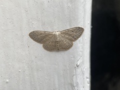 Idaea seriata