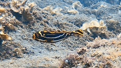 Plectorhinchus vittatus