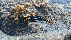 Plectorhinchus vittatus