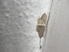 Idaea seriata
