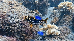 Plectorhinchus vittatus