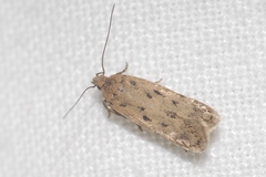 Bryotropha plebejella