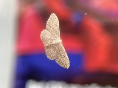 Idaea seriata