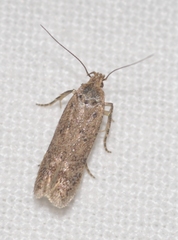 Bryotropha plebejella
