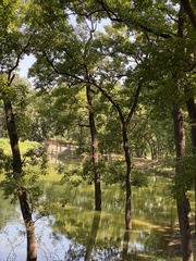 Quercus acutissima