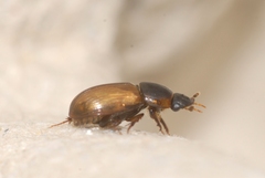 Bodiloides ictericus