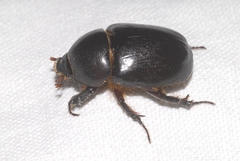 Pentodon algerinus algerinus