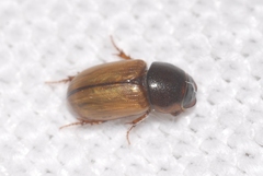 Bodiloides ictericus