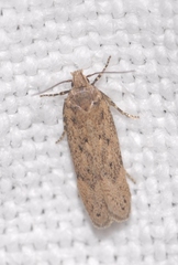 Bryotropha plebejella