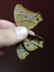 Melanitis leda solandra