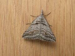 Dichromodes consignata