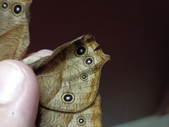 Melanitis leda solandra