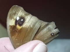 Melanitis leda solandra