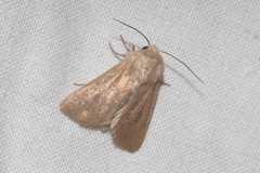 Mythimna sicula
