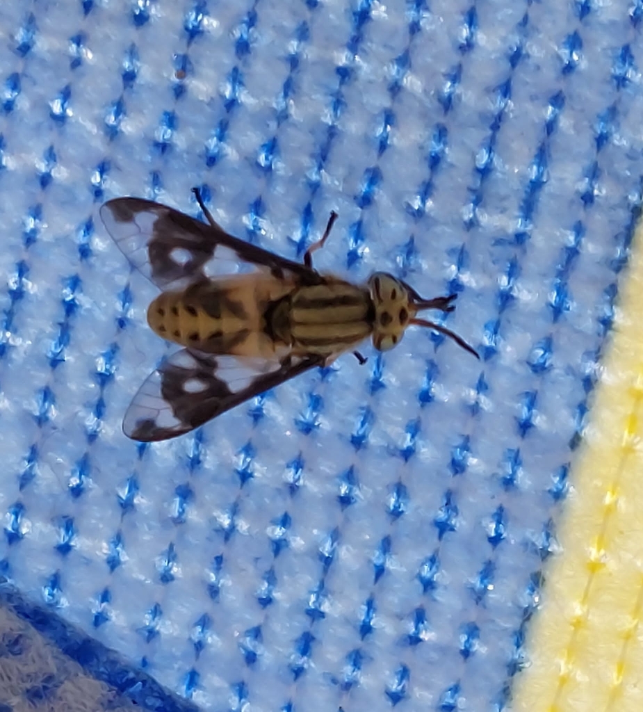 Chrysops italicus