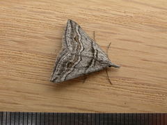 Dichromodes consignata