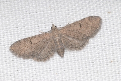 Eupithecia ultimaria