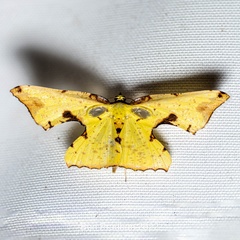 Corymica