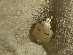 Stibaromacha ratella