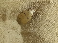 Stibaromacha ratella