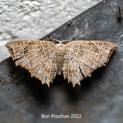 Epiplema reticulata