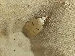 Stibaromacha ratella