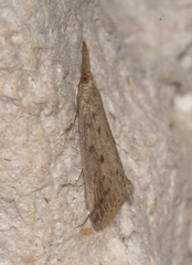 Schoenobius gigantella